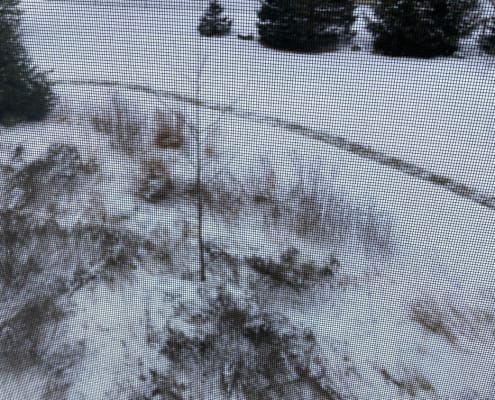 wildlife garden in snow