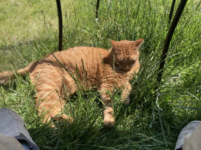 the king of our jungle Spencer the king of our jungle Spencer