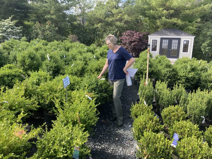 project manager project manager inspecting boxwood