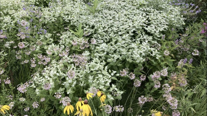 mountain mint deer resistant mountain mint deer resistant