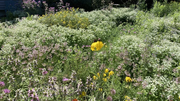mountain mint native garden design mountain mint native garden design