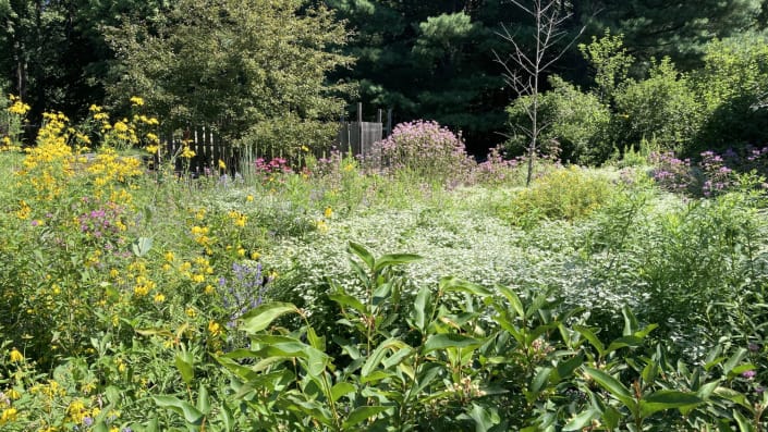 native plant design native plant design