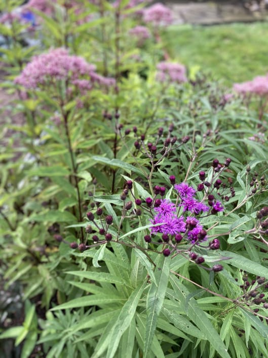 vernonia early Fall vernonia early Fall