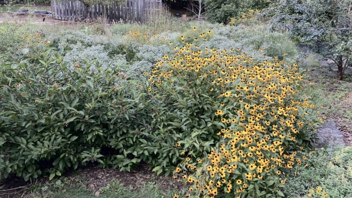 rudbeckia triloba rudbeckia triloba