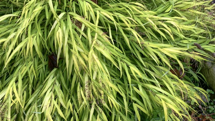 Japanese forest grass Fall Japanese forest grass Fall