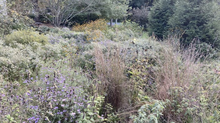 native garden late Fall native garden late Fall