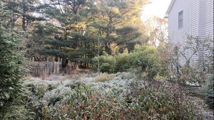 native garden Fall native garden Fall