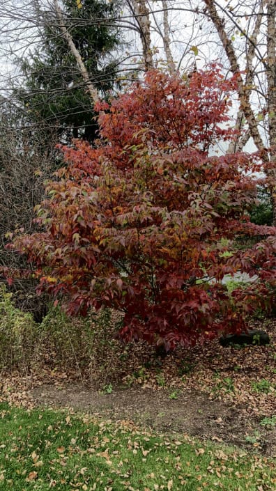 Cornus kousa Fall Cornus kousa Fall