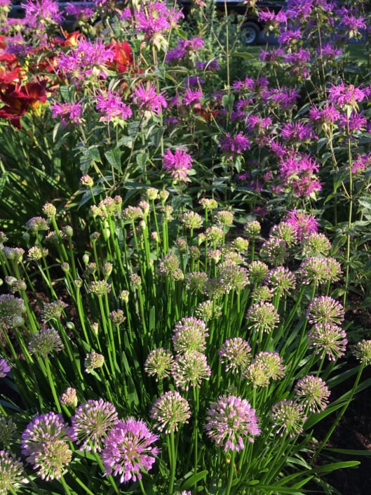 allium in natural landscape design allium in natural landscape design