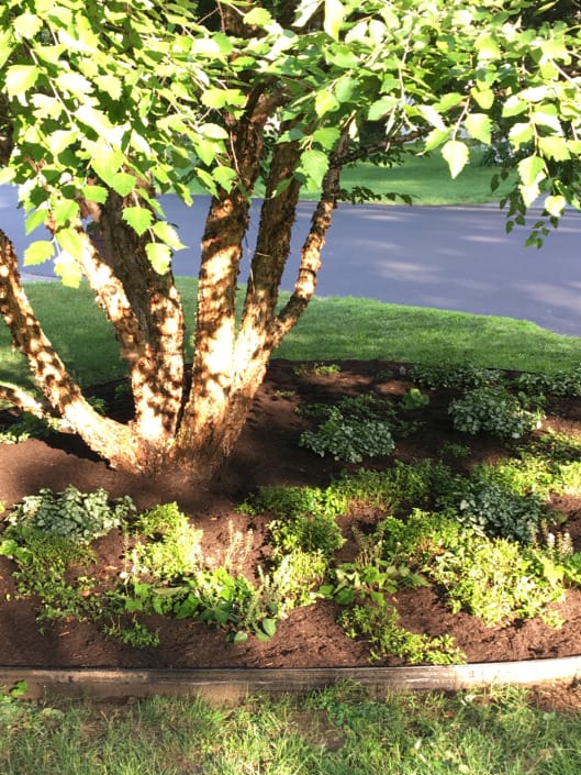 river birch with pollinator friendly soft landing zone river birch with pollinator friendly soft landing planting