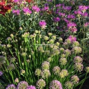 allium in natural landscape design