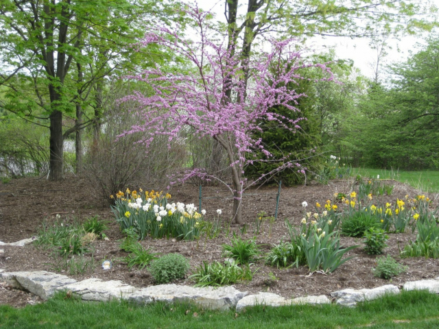 Latham NY Spring woodland garden redbud 640x480 c - Latham NY master plan after