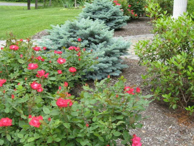 Latham NY front landscaping yard design 640x480 c - Landscape Master Plan after Latham NY