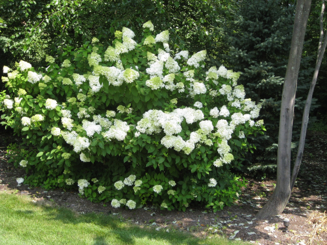 Latham NY limelight hydrangea 640x480 c - Latham NY master plan after
