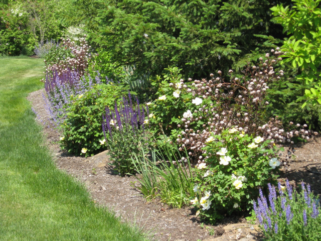 Latham NY perennial garden backyard border 640x480 c - Latham NY master plan after