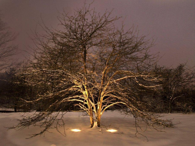 Latham NY winter garden lighting 640x480 c - Landscape Master Plan after Latham NY